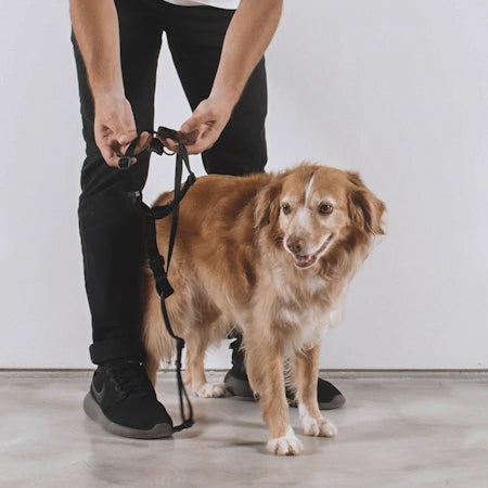 Peitoral H Zee.Dog Milky para Cães